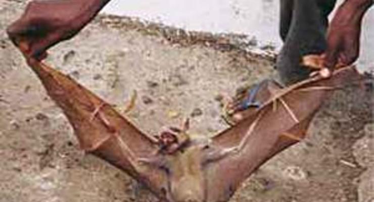 В Перу летучие мыши-вампиры нападают на людей: четверо погибших
