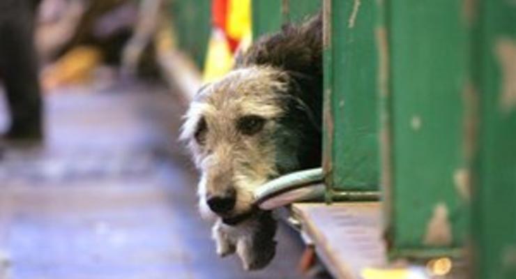 Киевские власти разрабатывают новую концепцию обращения с бездомными животными