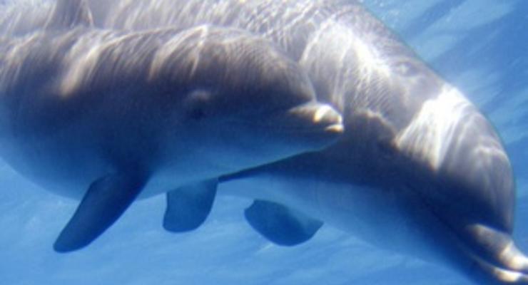 В Северном море обнаружили останки древнего дельфина