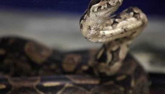 Ученые обнаружили у змей случаи непорочного зачатия