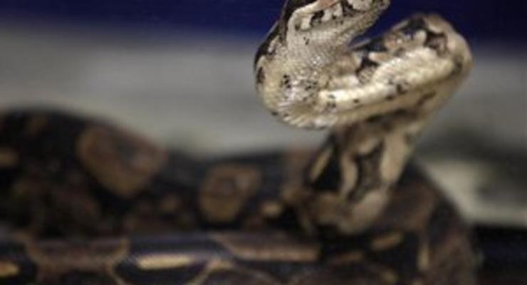 Ученые обнаружили у змей случаи непорочного зачатия