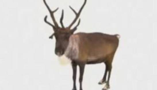 МТС: Реклама с Шустером вчетверо подняла продажи