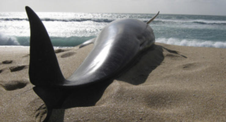 В Ирландии на берег выбросились более 30 черных дельфинов