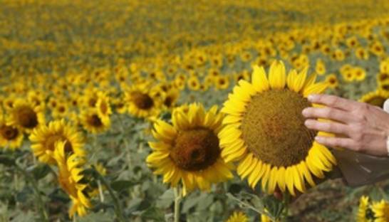 Украина собрала рекордный урожай подсолнечника