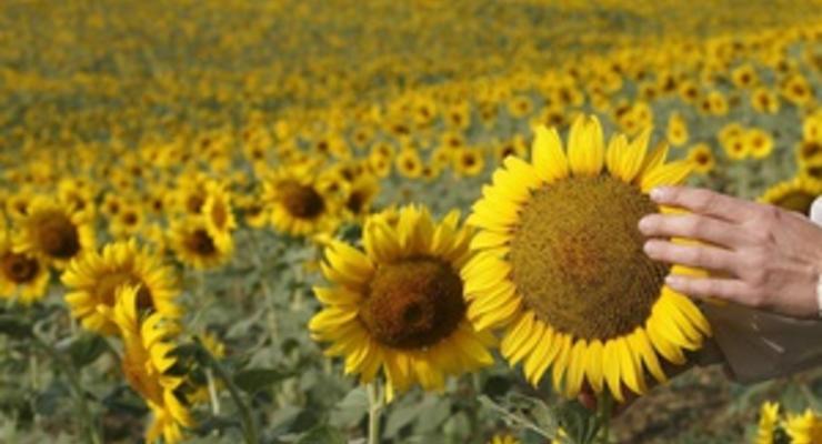 Украина собрала рекордный урожай подсолнечника