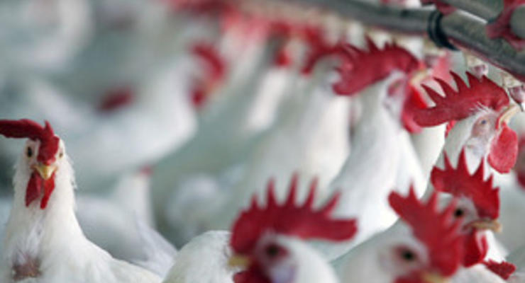 АМКУ намерен ограничить рост цен на курятину