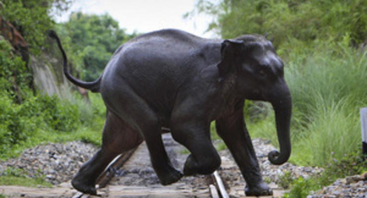 Директор николаевского зоопарка: Слона в киевский зверинец можно привезти из Мьянмы