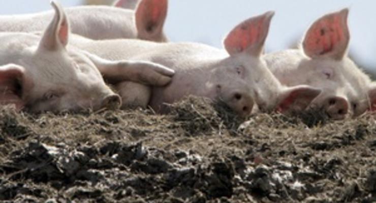 Дело: В Киевской области открыли крупнейшую в Украине свиноферму