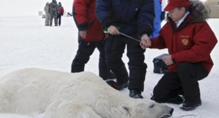 Ученые прекратили наблюдение за медведем, на которого Путин надел спутниковый ошейник