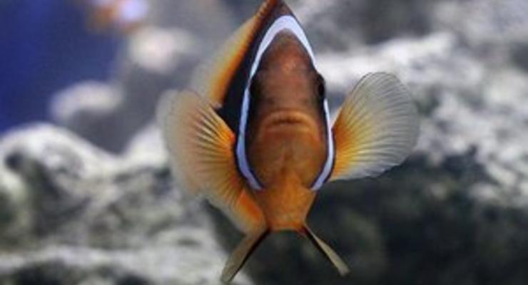 Ученые разгадали секрет тропических рыб