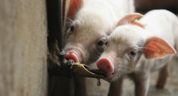 Украина запретила импорт свиней из Сербии