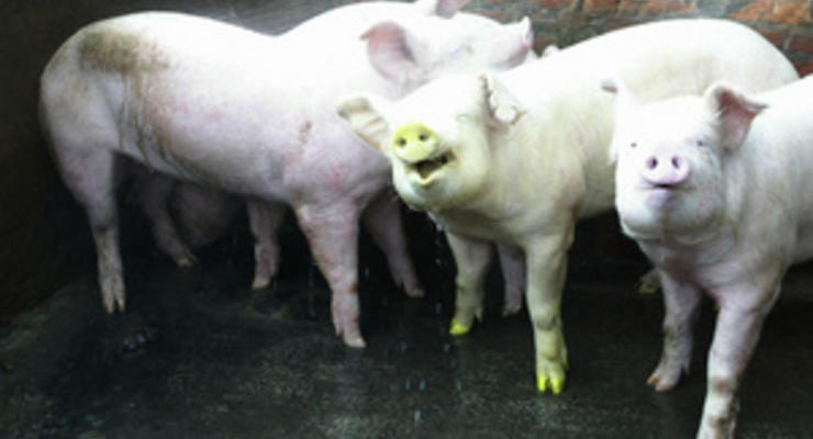 Британские ученые: Мясо и молоко клонированных животных безопасны для потребления в пищу