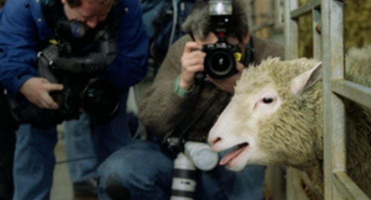 В Великобритании создали четырех клонов знаменитой овечки Долли