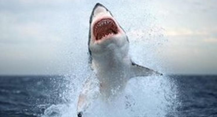 Нападения акул: несколько пляжей Шарм-эль-Шейха закрыли для туристов