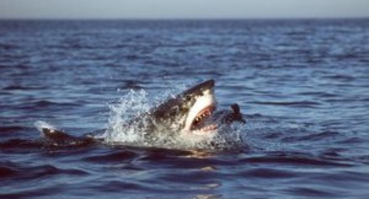 В Египте поймали акулу, напавшую на туристов