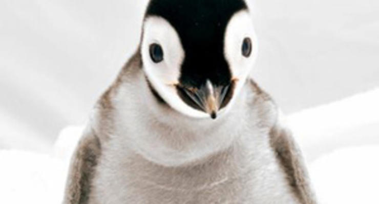 Британцы запретили рекламу онлайн-магазина, в которой пингвины доставляют еду