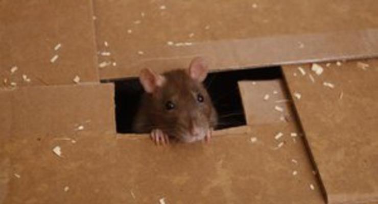 В Киеве проверят жилые дома на наличие крыс и мышей