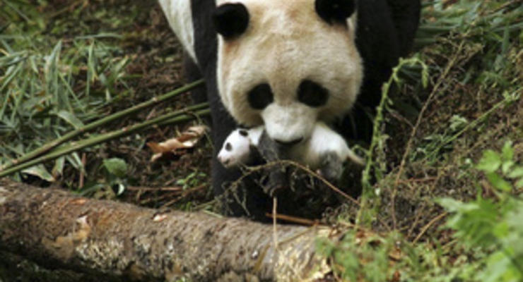 Китайские ученые представили новый метод, который позволит увеличить популяцию панд