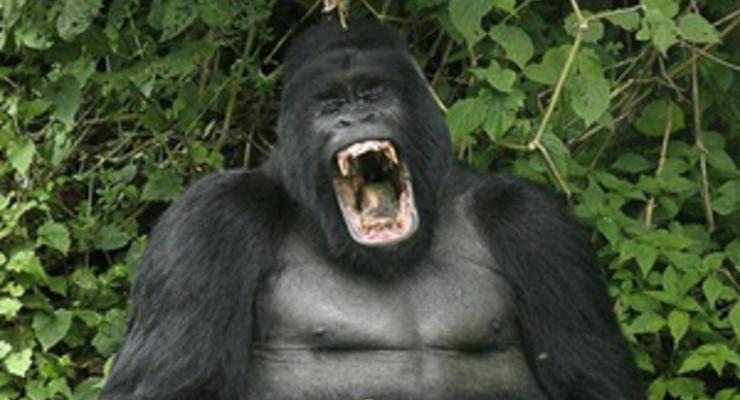 В Киевском зоопарке горилле подарили телевизор
