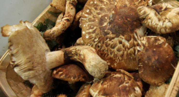 В Херсонской области семья отравилась грибами