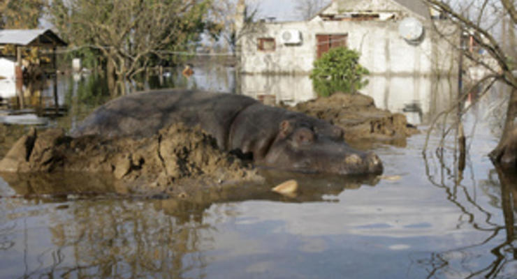 В Черногории из зоопарка уплыл бегемот
