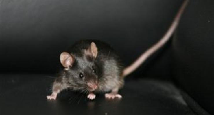 Американские ученые вырастили крыс с человеческим мозгом