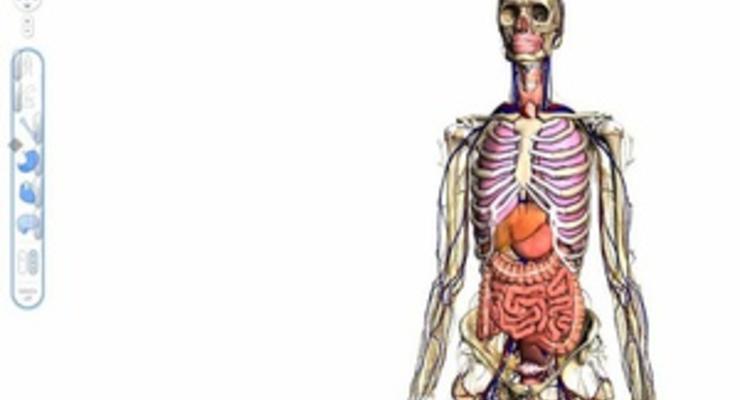 Google создал трехмерную анатомическую модель человеческого организма