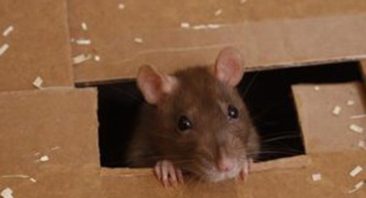 В жилых домах Киева не нашли мышей и крыс
