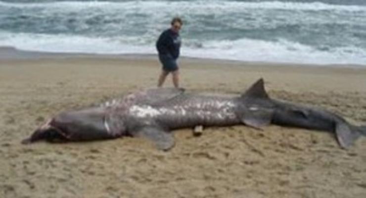 История о пьяном сербе, убившем в Шарм-эль-Шейхе акулу, оказалась шуткой