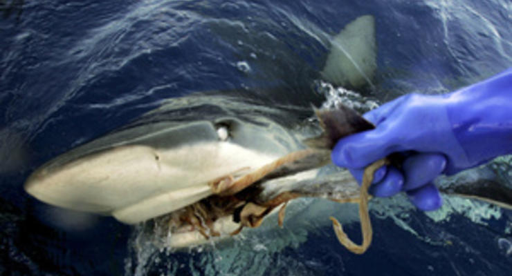 Экологи обеспокоены массовым уничтожением акул в Красном море