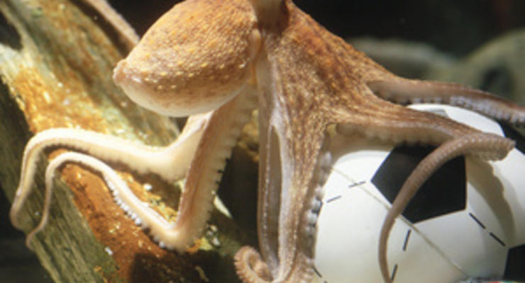 Британцы признали осьминога Пауля самым необычным животным 2010 года