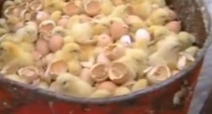 В России оштрафовали птицефабрику, где уничтожили более миллиона цыплят