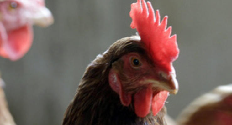 Птицефабрика, где уничтожались цыплята, продается за один рубль