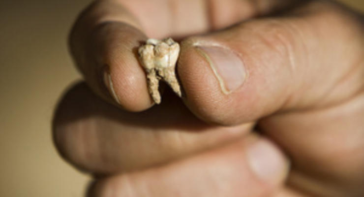 В Израиле обнаружили зуб Homo sapiens, которому приблизительно 400 тысяч лет