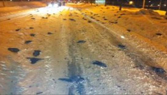 В Швеции обнаружили сотни мертвых птиц