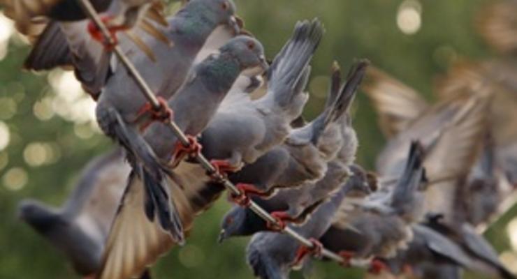 В Голландии на аукционе продали колонию голубей за 1 367 000 евро
