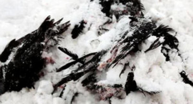 В Турции зафиксирован новый случай загадочной гибели птиц