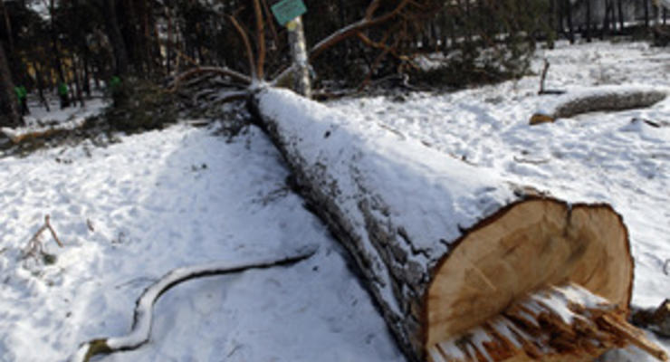 В Киеве в Дарнице неизвестные вырубили более сотни деревьев