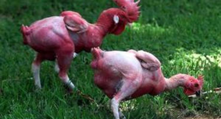 Британские ученые впервые в мире создали генномодифицированных кур, устойчивых к птичьему гриппу