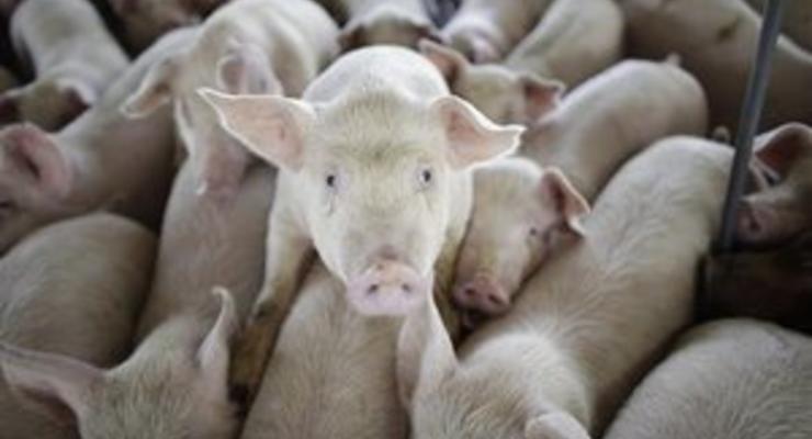 В РФ зафиксировали вспышку африканской чумы свиней