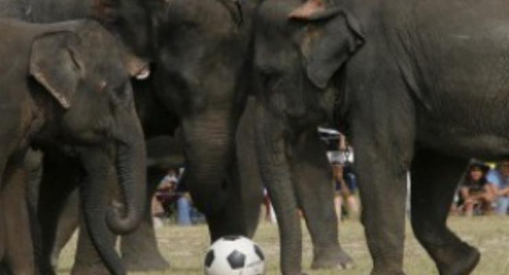 В Непале состоялся футбольный матч между слонами