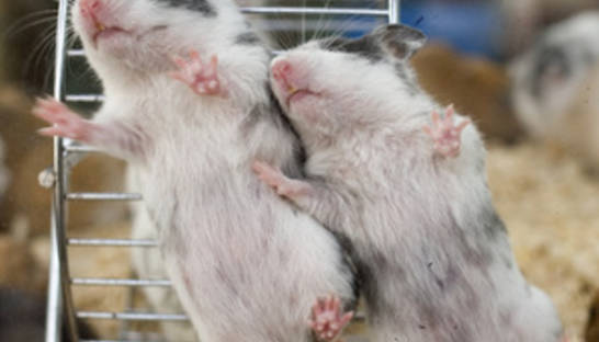 Европейский суд обвинил Францию в безразличии к хомякам