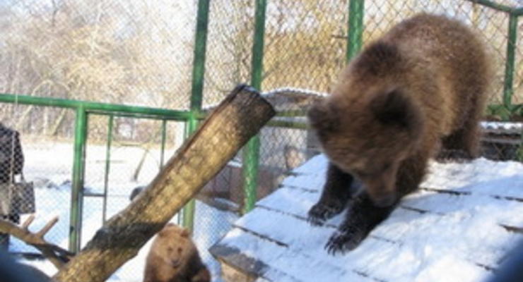 Омельченко купил для Киевского зоопарка медвежат Настю и Потапа