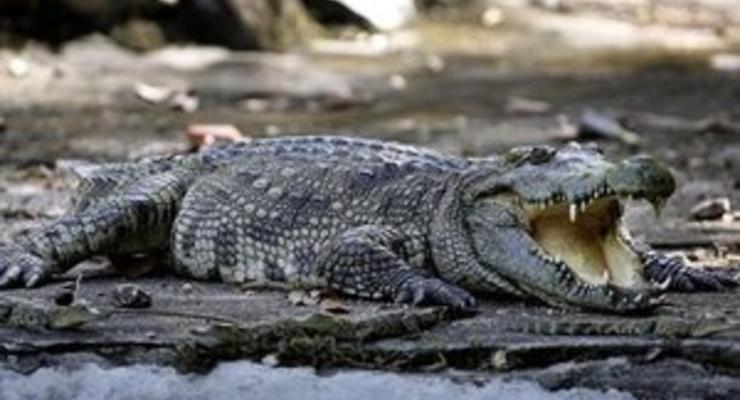 Крокодил из Одессы съел мобильный телефон: ветеринары борются за его жизнь