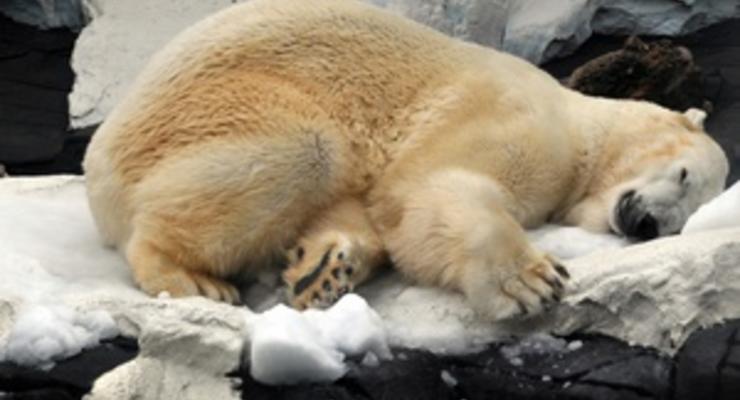 Белая медведица проплыла почти 700 километров в поисках льдины