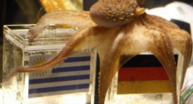 Последователи Пауля. В Польше к Евро-2012 будет свой осьминог-оракул