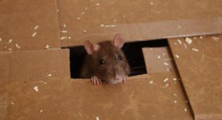 Израильские ученые научили мышей вычислять взрывчатку и наркотики