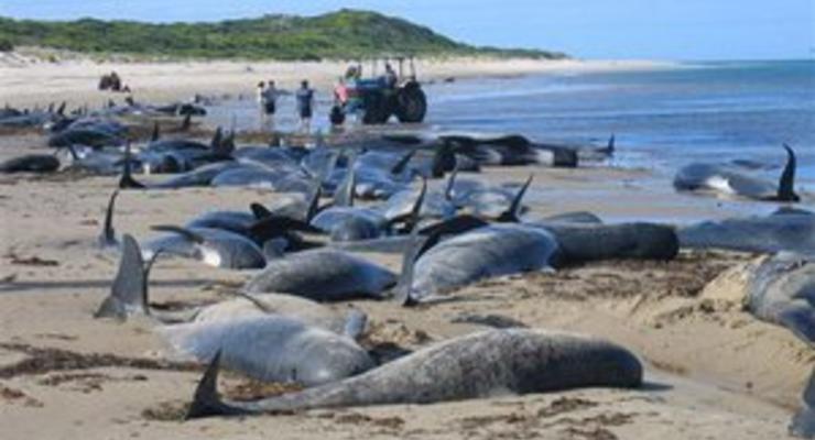 В Новой Зеландии на берег выбросились 82 черных дельфина