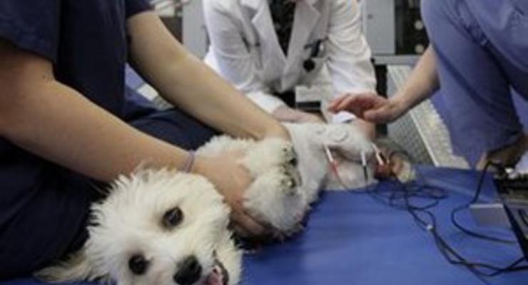 Запрет единственного препарата для анестезии животных в Украине: ветеринары бьют тревогу и приостанавливают операции