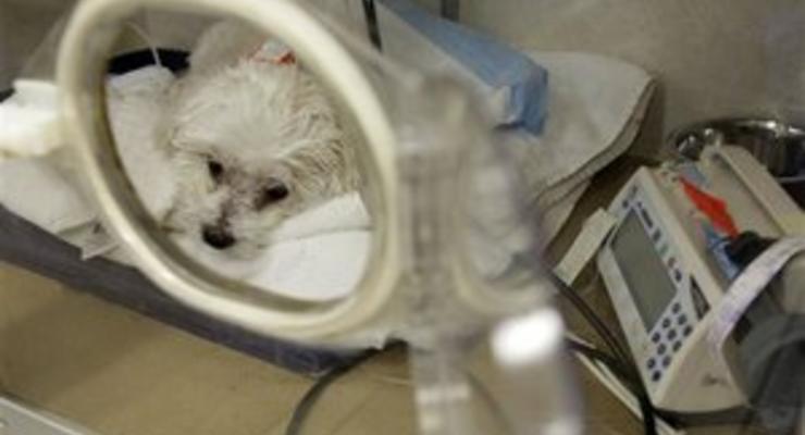 В Швейцарии убили собаку, за которую хозяйка не заплатила государственный налог